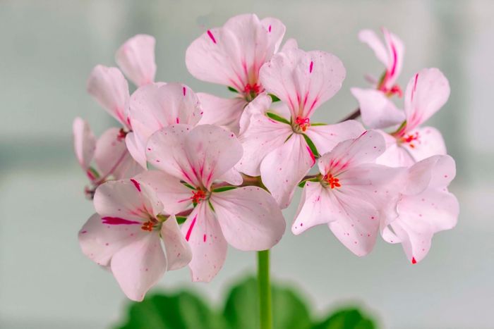 Manfaat Geranium Untuk Kesehatan