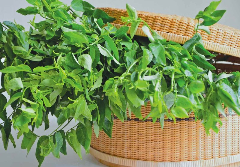 Mitos Atau Fakta? Daun Katuk Bermanfaat Untuk Kesuburan?