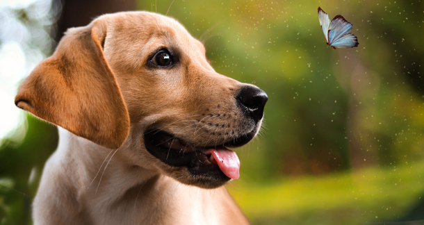 Zoonosis, Kategori Penyakit yang Ditularkan Hewan