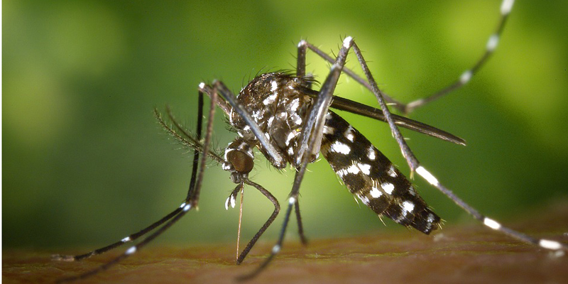 Cegah Virus Zika Pada Ibu Hamil